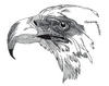 "Eagle, larger"
