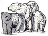 Polar bears 3