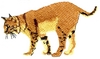 Bobcat