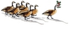 Flock of Christmas Geese