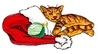 Cat in Santa Hat