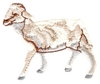 Lamb Standing