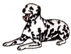Dalmatian