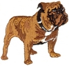 Bulldog - larger