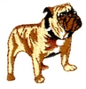 Bulldog - smaller