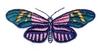 Butterfly 5