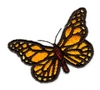 Butterfly 8