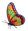 Butterfly 6