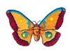 Butterfly 11