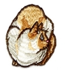 Siamese Cat