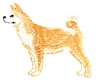 Akita