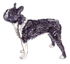 Boston Terrier