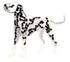 Dalmation