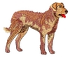Chesapeake Bay Retriever
