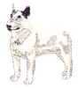 Bull Terrier (English)