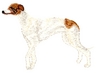 Greyhound