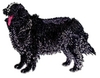 Newfoundland Dog
