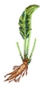 Horse Radish