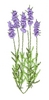 Lavendar Plant