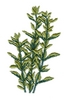 Sweet Marjoram