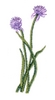 Chives