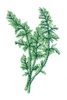 Caraway Plant