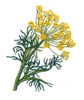 Dill Plant