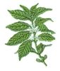 Coffee Plant