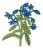 Borage Plant