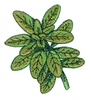 Oregano