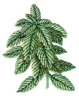 Basil