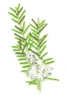 Rosemary Plant
