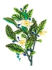 Tea Plant