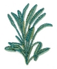 Sage Plant