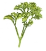 Parsley