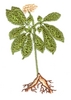 Ginseng