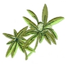 Summer Savory
