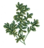 Thyme Plant