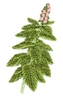 Spearmint