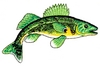 Fish with tail downward