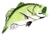 Wide-Mouthed Bass