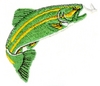 Rainbow Trout