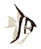 Angel Fish