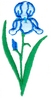 Bearded Iris