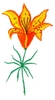 Saskatchewan Tiger Lily Flower