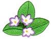 Mayflower of Nova Scotia
