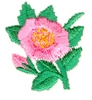 Wild Rose Flower and Bud