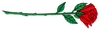 Single long-stemmed Rose