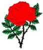Rose - American Beauty