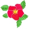 Alberta Rose